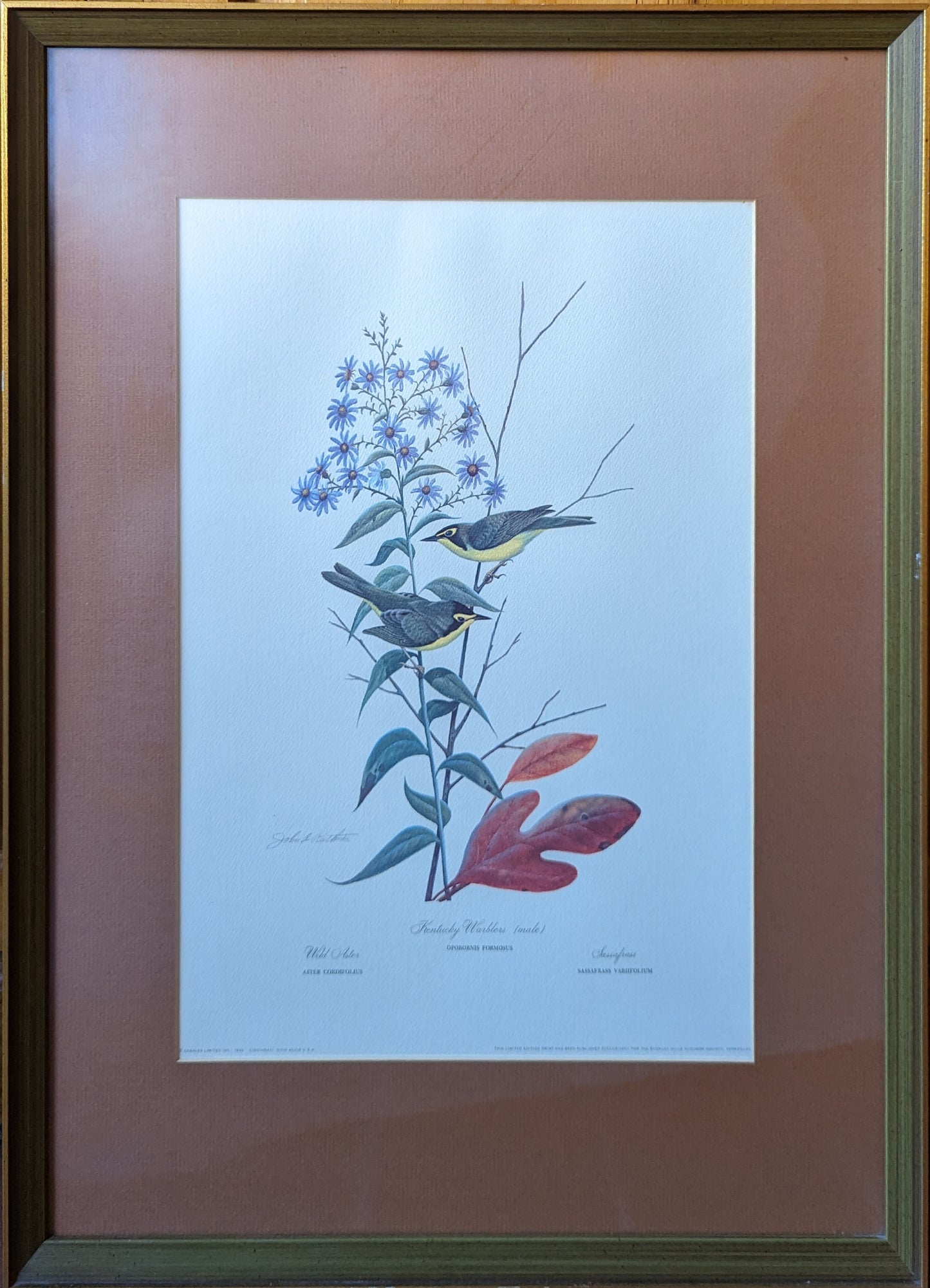 "Aster Cordifolius : Oporornis Formosus : Sassafras Varifolium" Limited Edition Signed Print by John James Audubon 20" x 24"