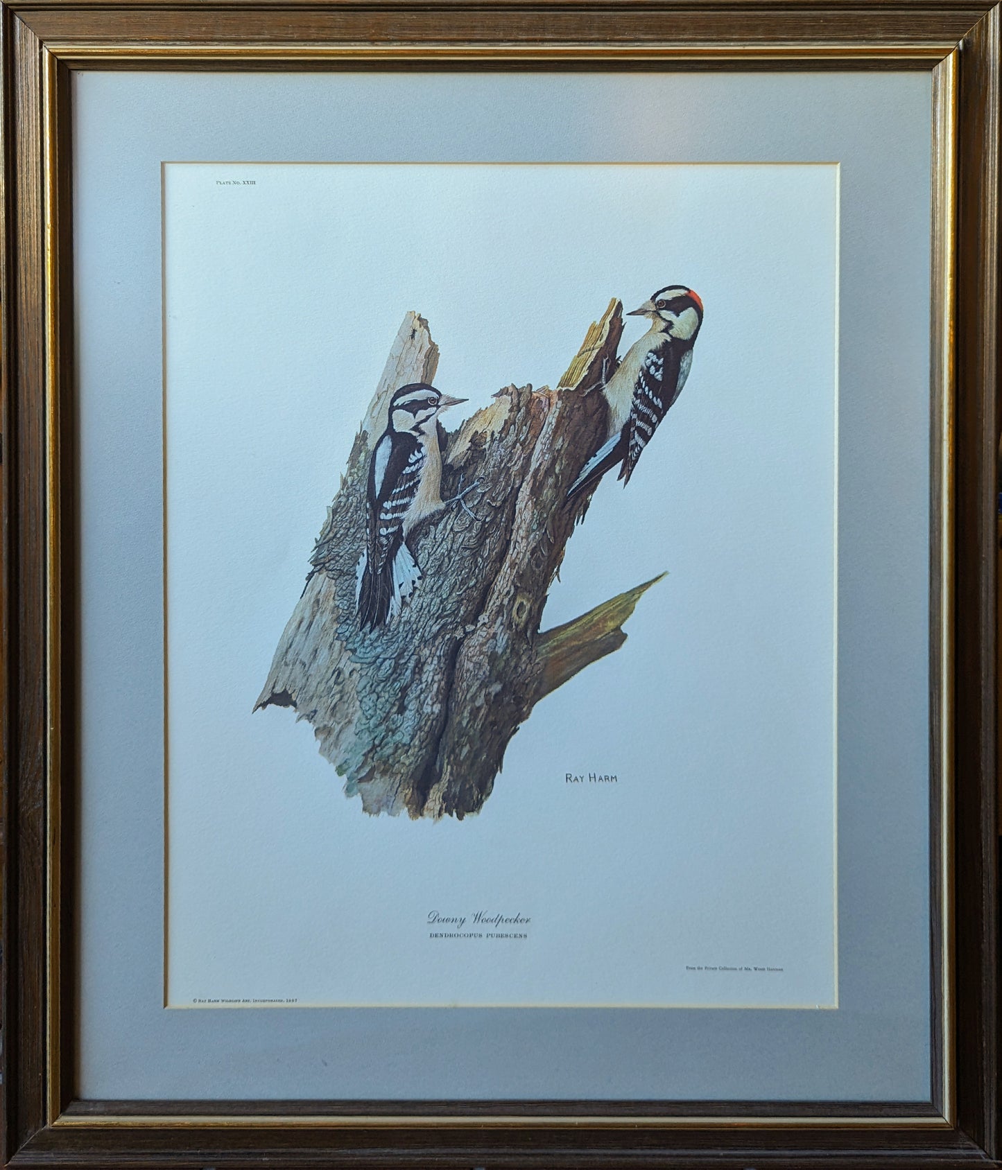 Signed Print "Dendrocopus Pubescens" by Ray Harm 23" x 27"