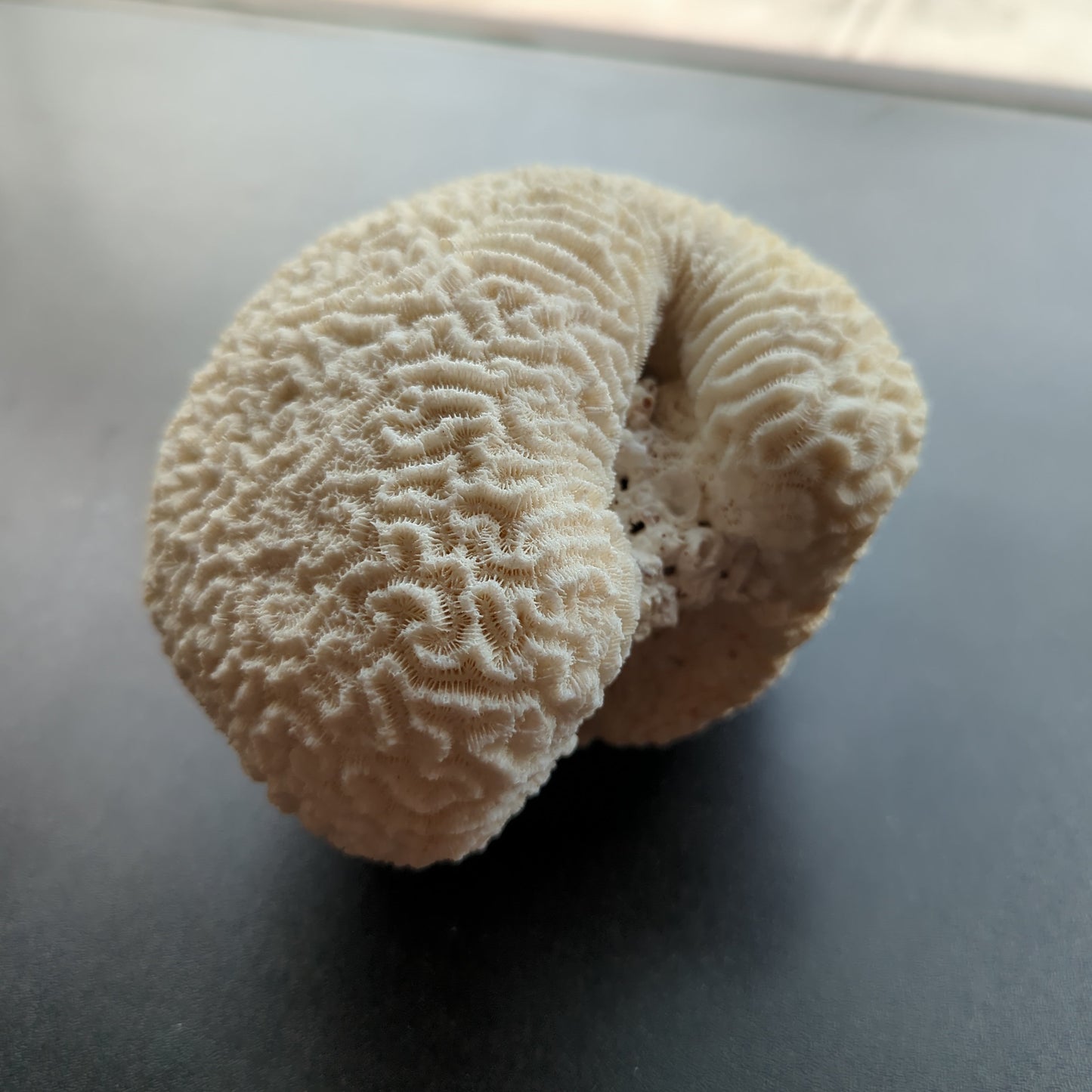Brain Coral 6"D