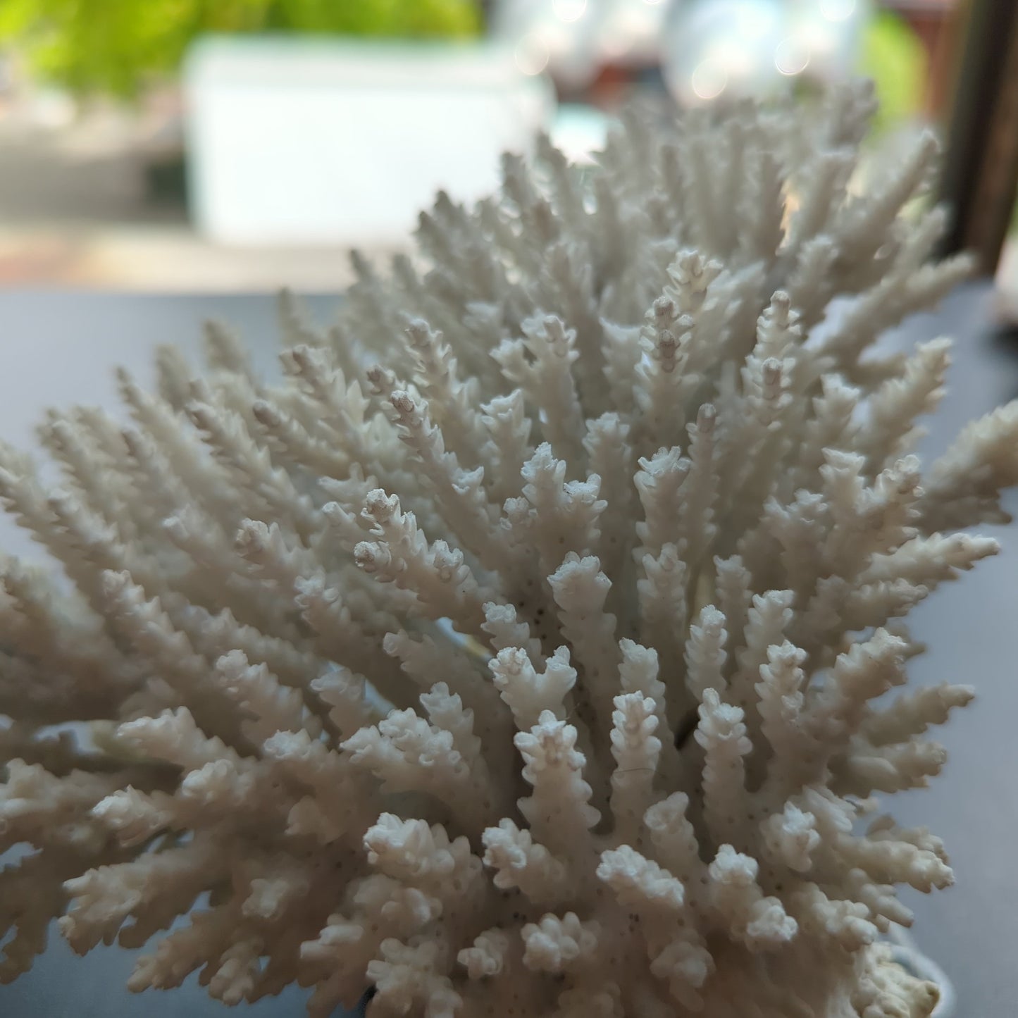 White Tree Coral 6"D