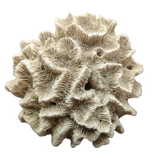 Rose Coral 9"D