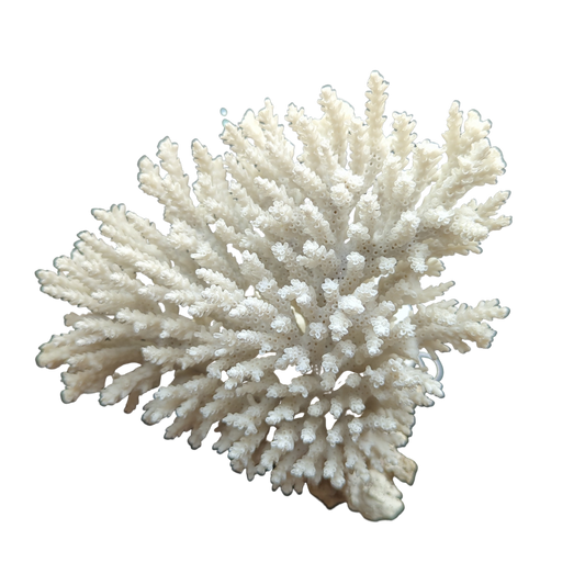 White Tree Coral 6"D