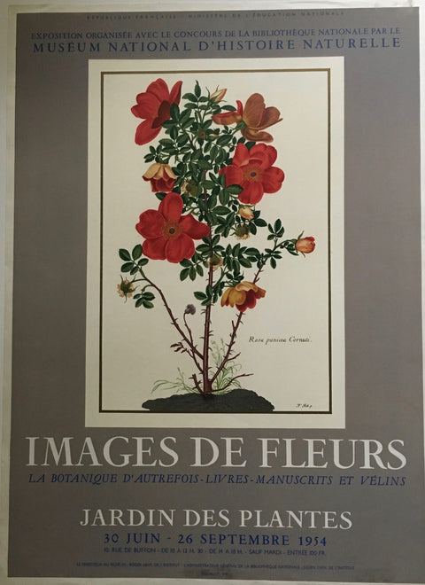 Museum of Nationa History Imags De Fleurs Jardin Des Plantes Vintage Mourlot 1954 (18.75w x 25.5t)