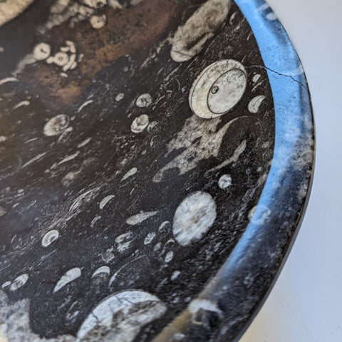 Black Rock Bowl with Incorporated Fossils 9"