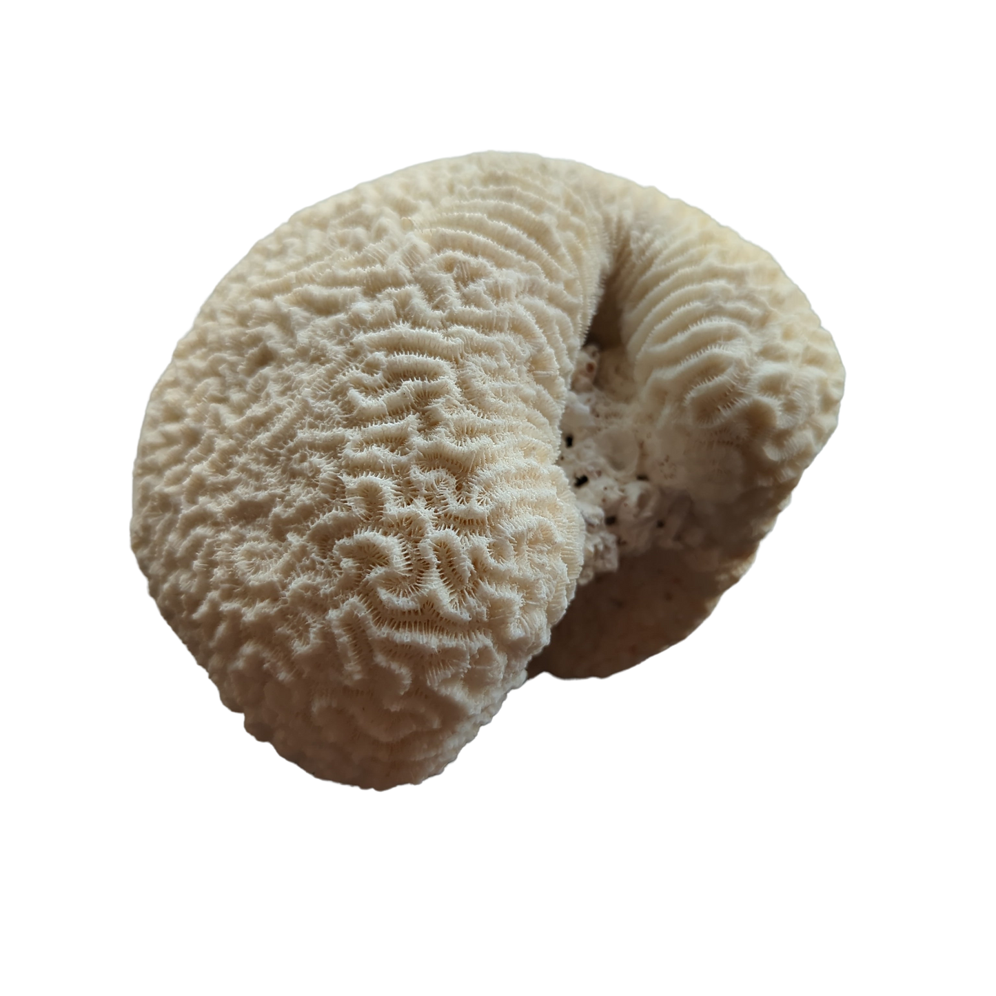 Brain Coral 6"D