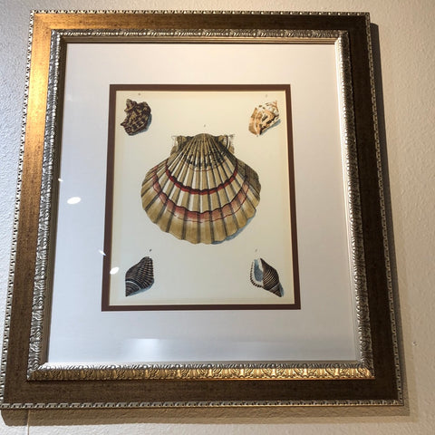 Framed Seashell Print (28.25" x 33")