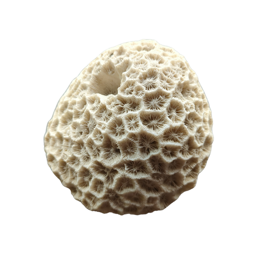 Brain Coral 7"D